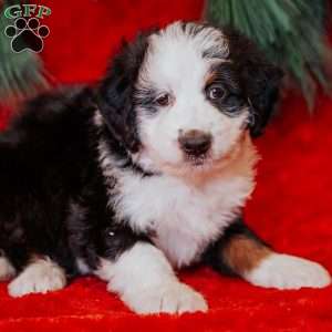 Wiggles, Mini Bernedoodle Puppy